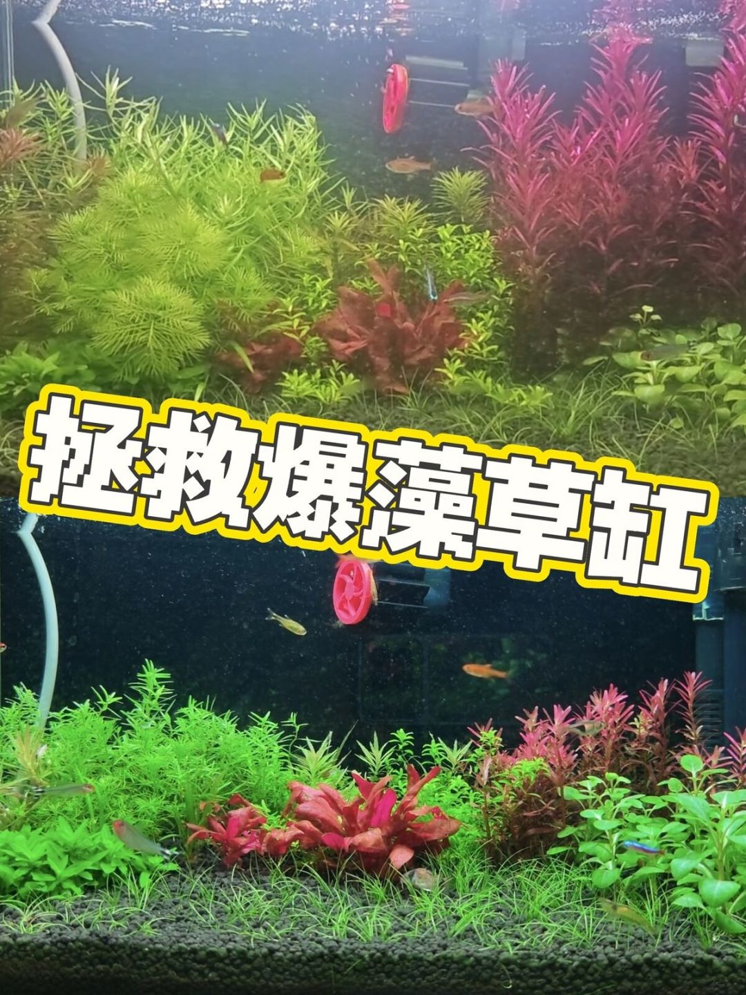 秋分一过就是草缸开缸季:新手第一口缸的最小预算清单和翻车时间表