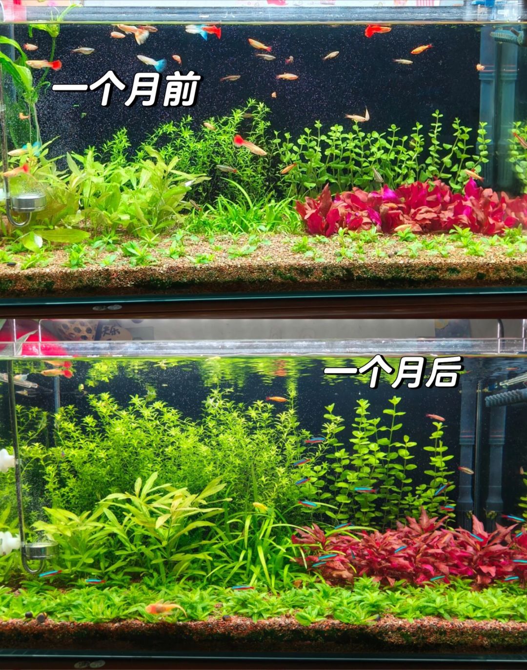 秋分一过就是草缸开缸季:新手第一口缸的最小预算清单和翻车时间表