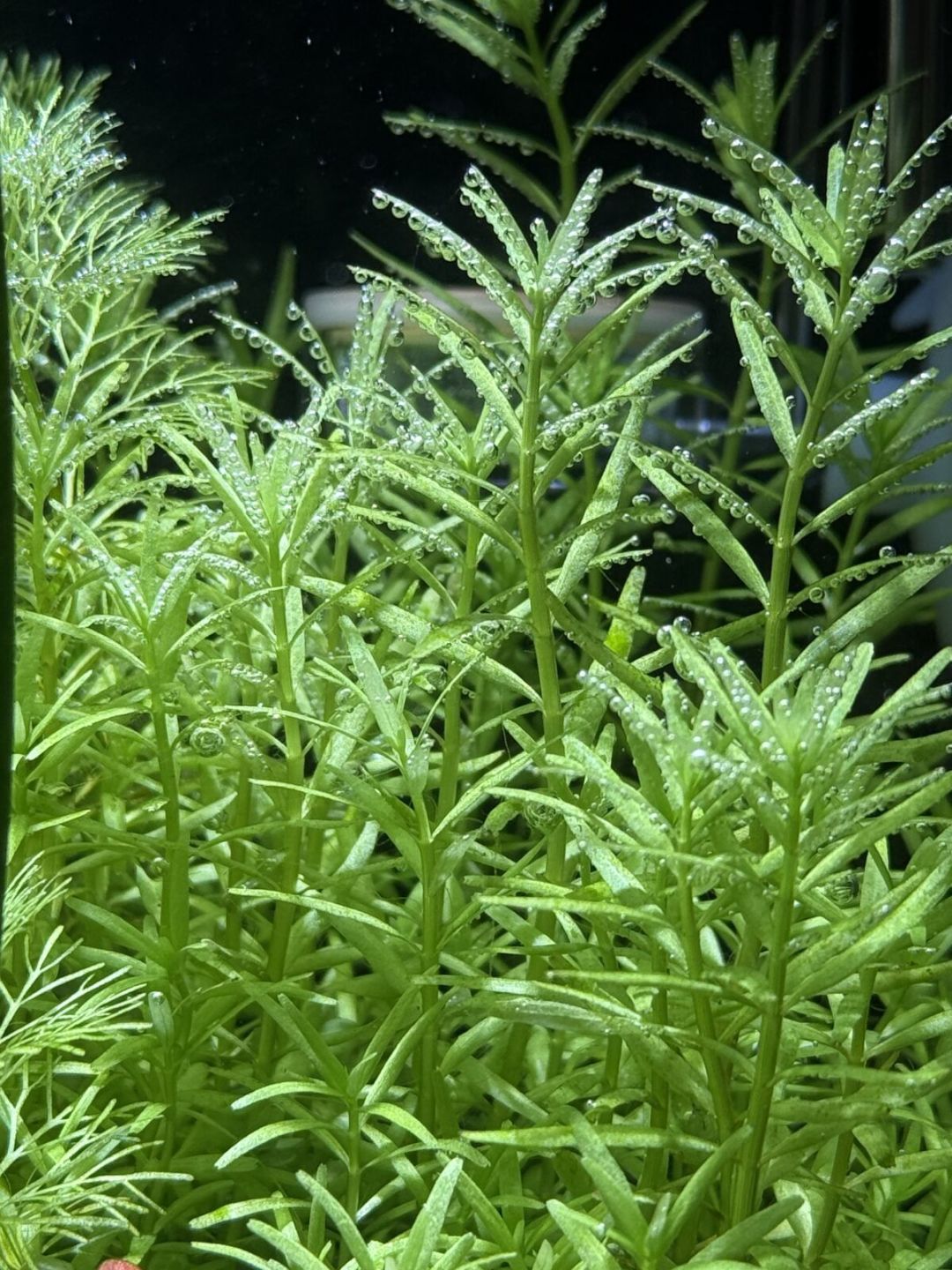 秋分一过就是草缸开缸季:新手第一口缸的最小预算清单和翻车时间表
