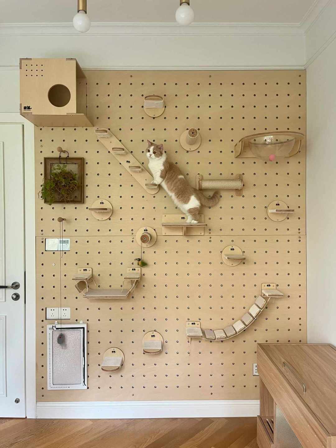 第一次给猫做垂直空间,买爬架还是装猫墙?把两条路线的翻车报告摆开,先看这两问