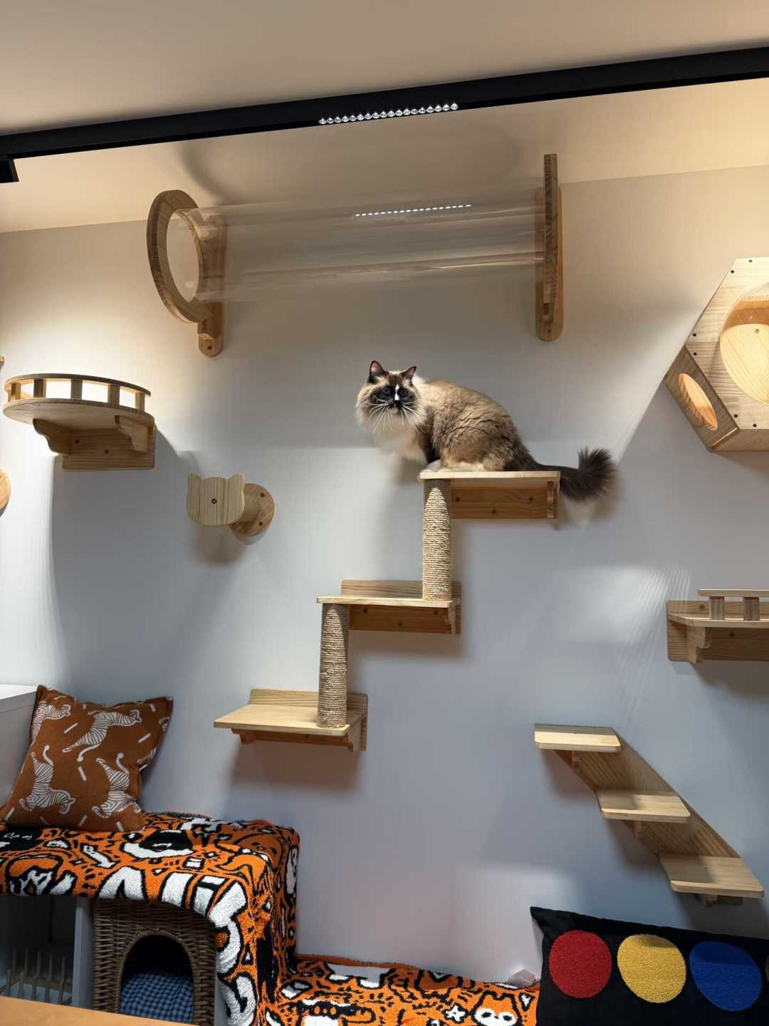 第一次给猫做垂直空间,买爬架还是装猫墙?把两条路线的翻车报告摆开,先看这两问
