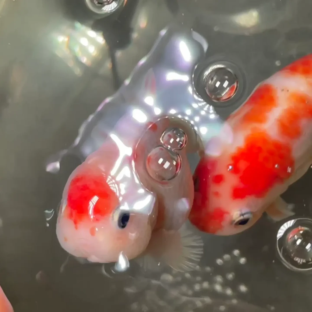 秋天喂鱼吵成两派:一边急着