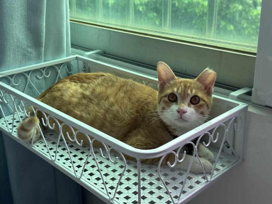 全网都在看的「给猫看的视频」:2万收藏爆款和「完全不感兴趣」的差评说的是同一件事——丰容不是买玩具,0-300元各档各管一个问题