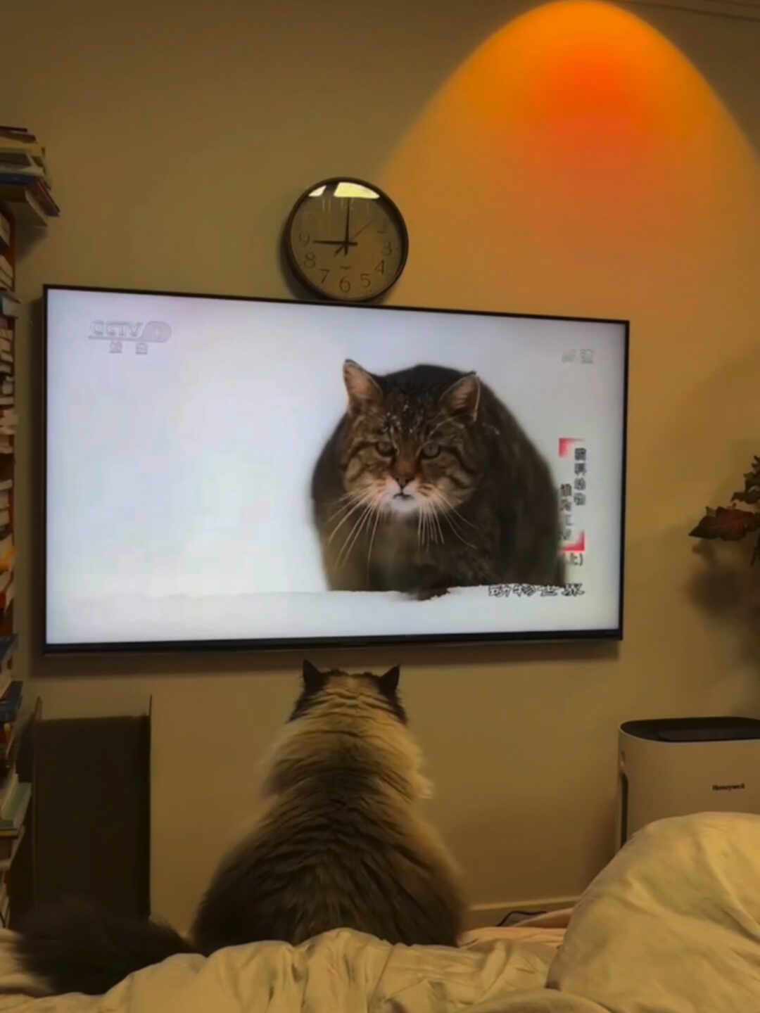 全网都在看的「给猫看的视频」:2万收藏爆款和「完全不感兴趣」的差评说的是同一件事——丰容不是买玩具,0-300元各档各管一个问题