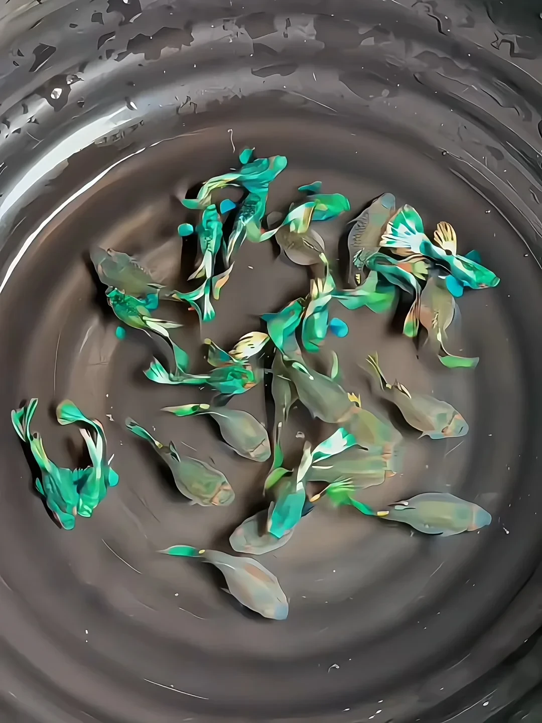 孔雀鱼没到一岁就走了?对完30多条鱼龄自报:带走的往往不是病,是时间