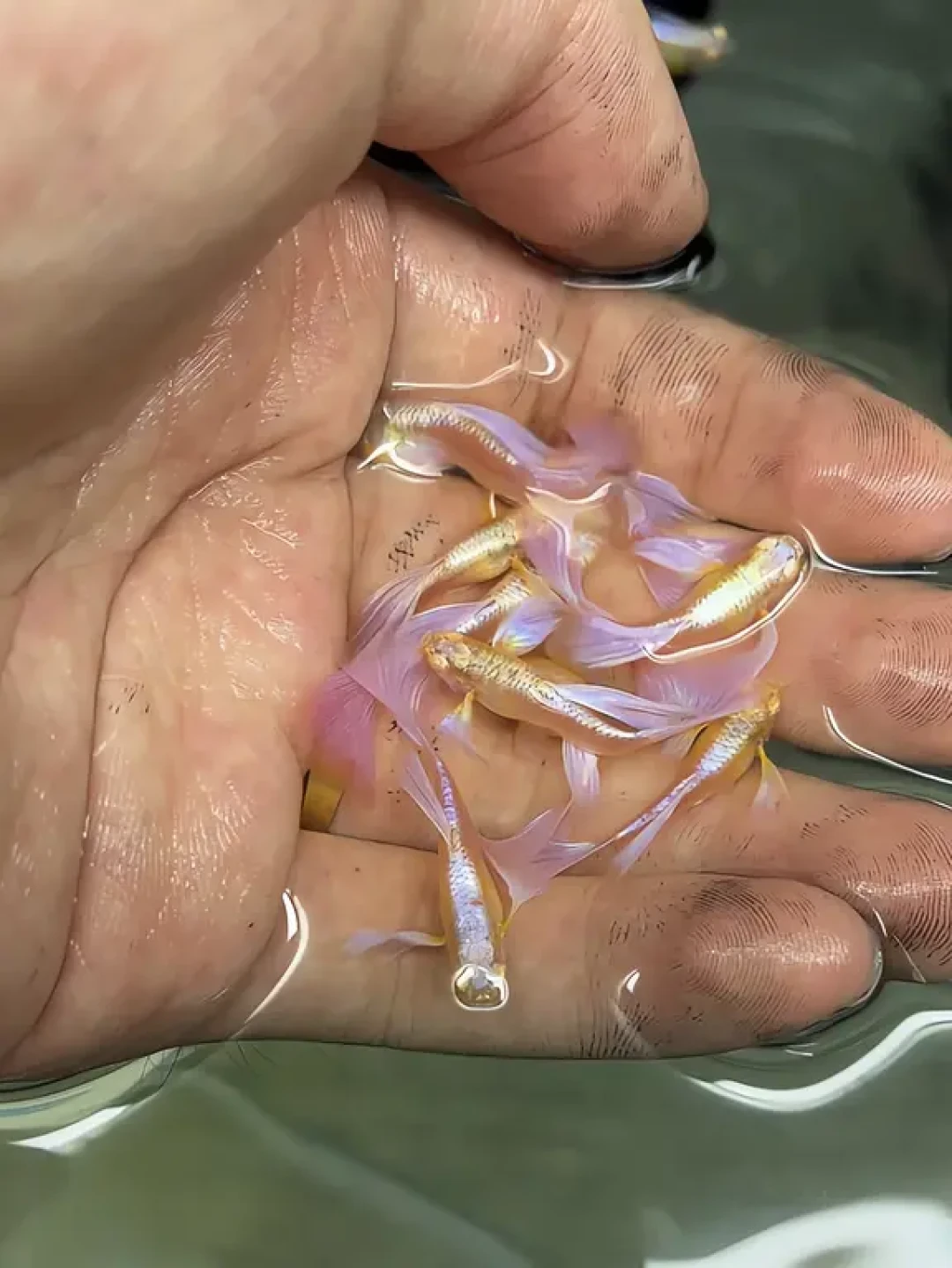 孔雀鱼没到一岁就走了?对完30多条鱼龄自报:带走的往往不是病,是时间