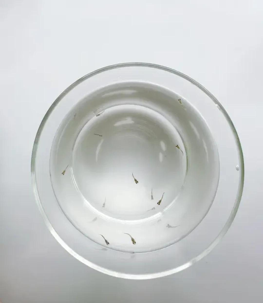 孔雀鱼没到一岁就走了?对完30多条鱼龄自报:带走的往往不是病,是时间