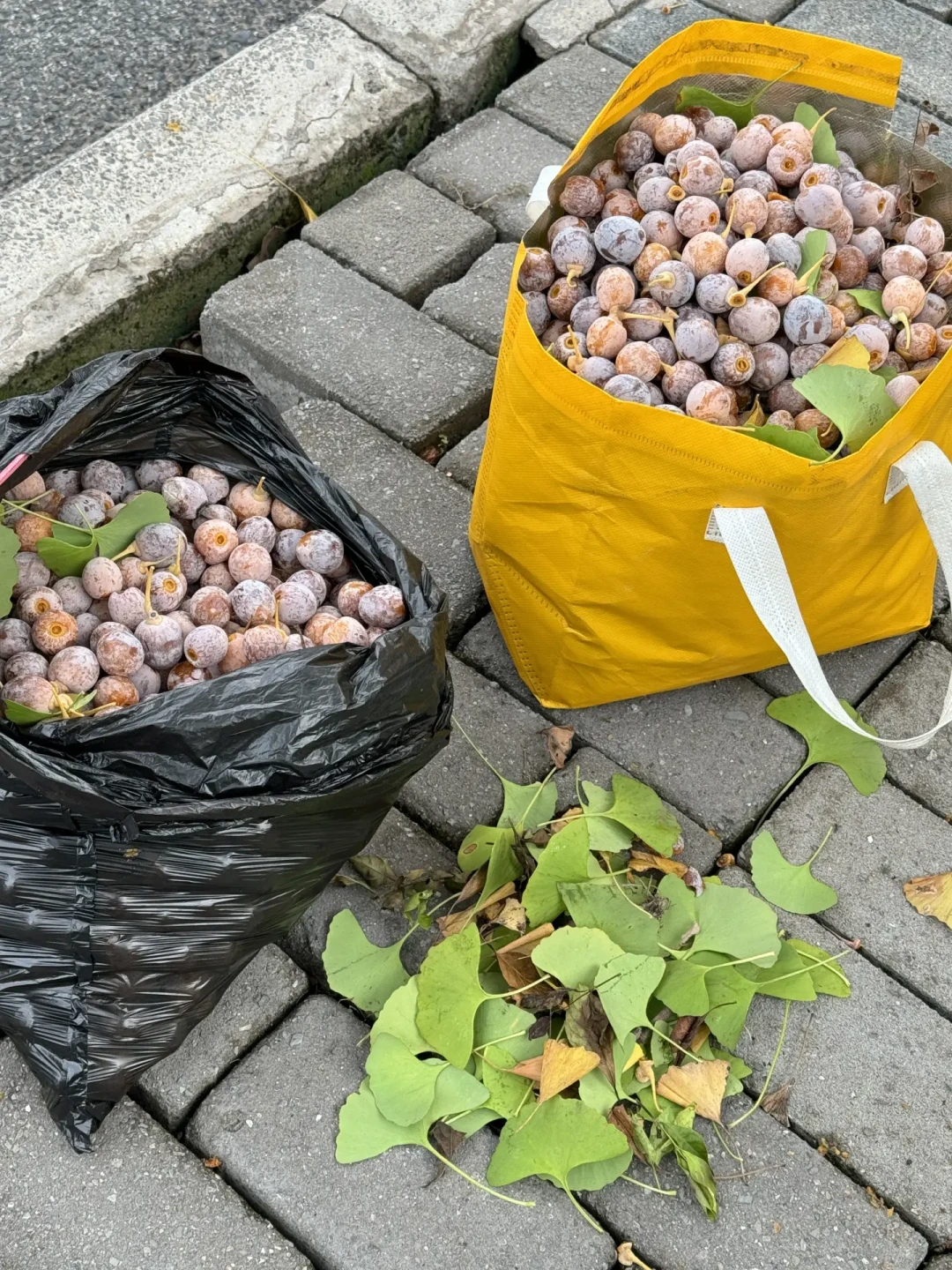 街边银杏果这周开始“砸头”,健康报22号重申“单次别超10颗”:产地10块钱4斤、捡10斤折腾3小时——带第一颗臭果回家前,先认三张脸、算三本账、记住两条红线