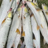 两个月6条米级鳡鱼战报刷屏：对完这批巨物战报和"哪儿能钓"的评论区，真正的口只在降温前一天