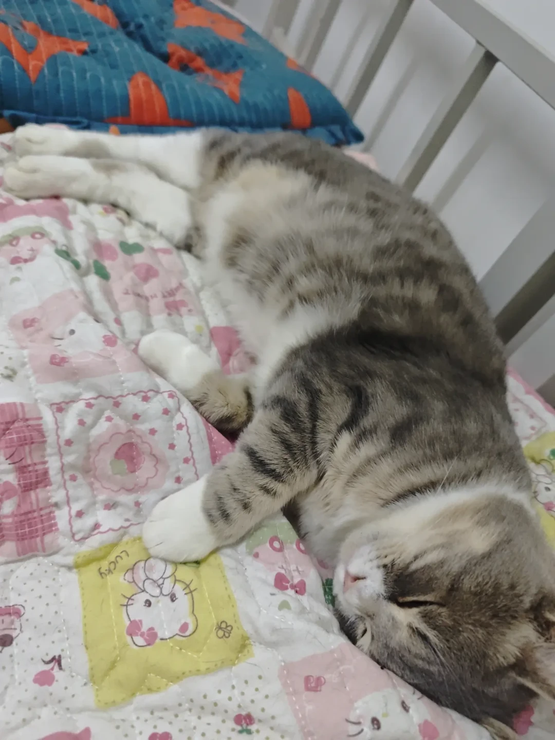 降温后猫天天钻被窝求撸,