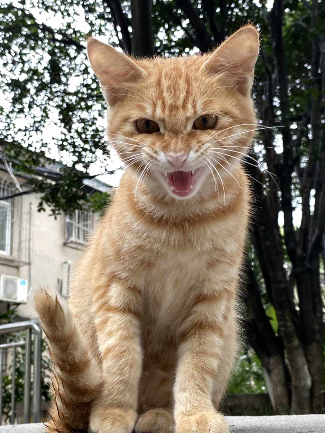 降温后猫天天钻被窝求撸,