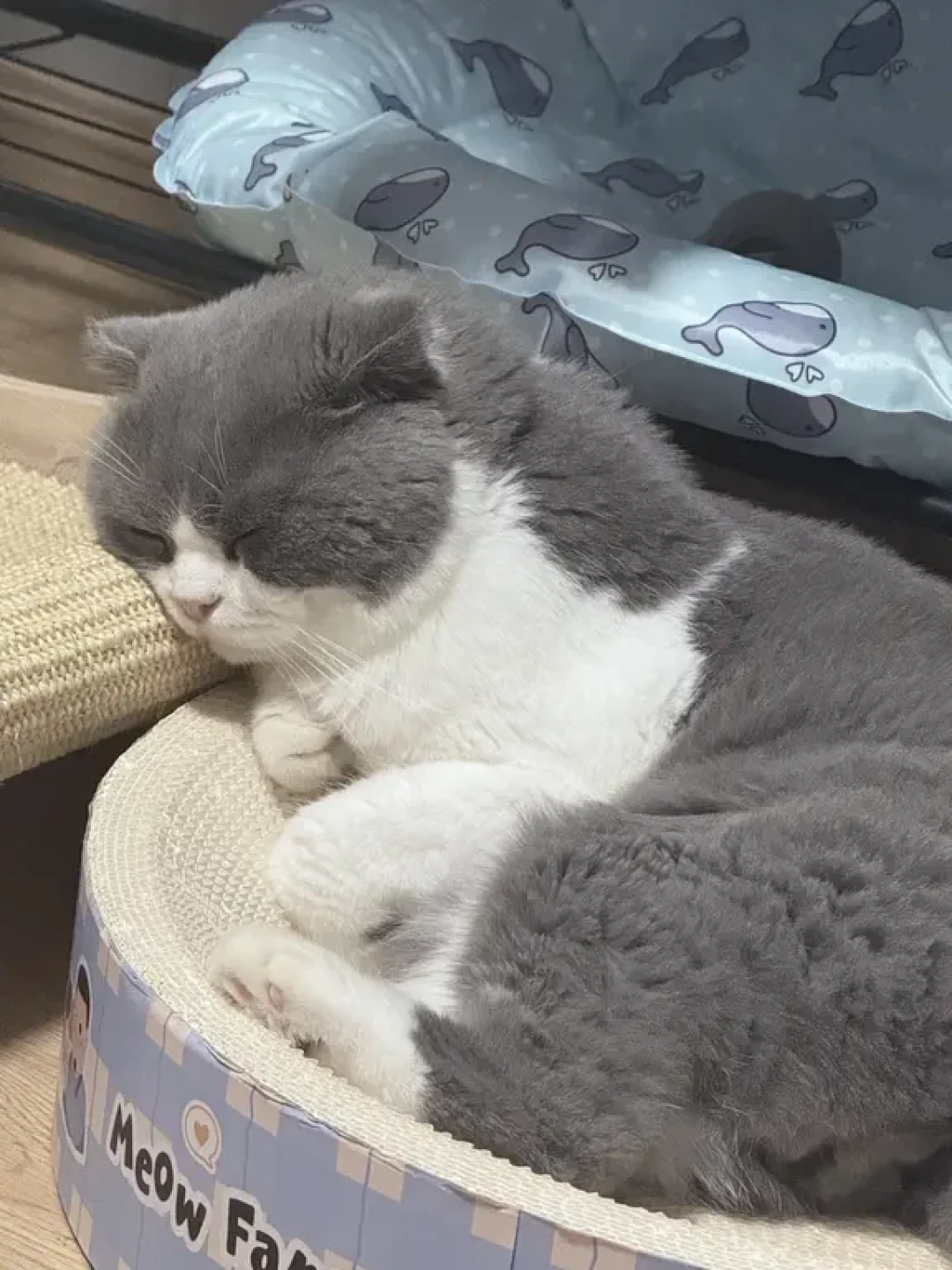 降温后猫天天钻被窝求撸,