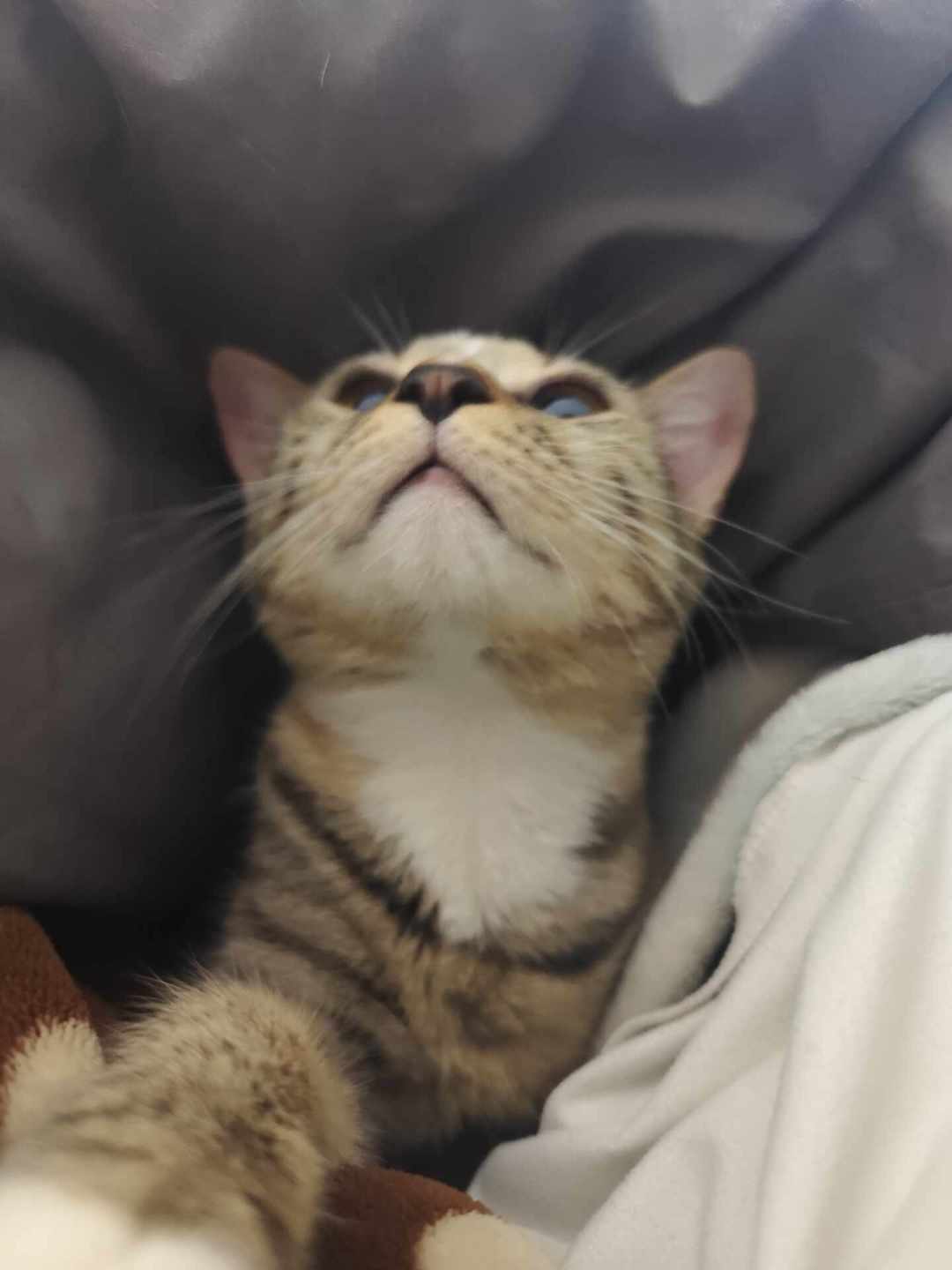 降温后猫天天钻被窝求撸,