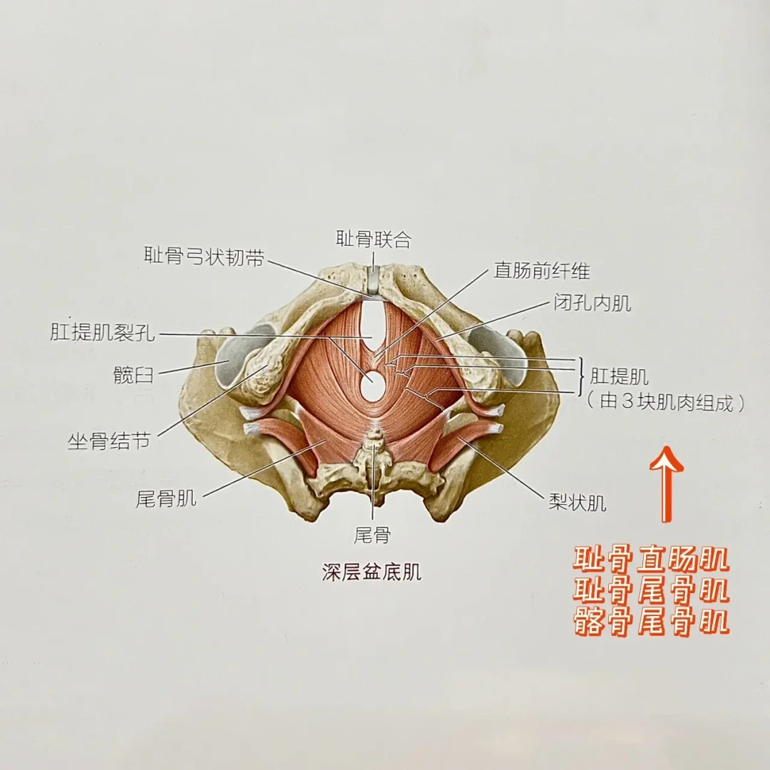 我们扒了小红书收藏最高的凯格尔跟练,发现没有一个剂量和医生处方对得上