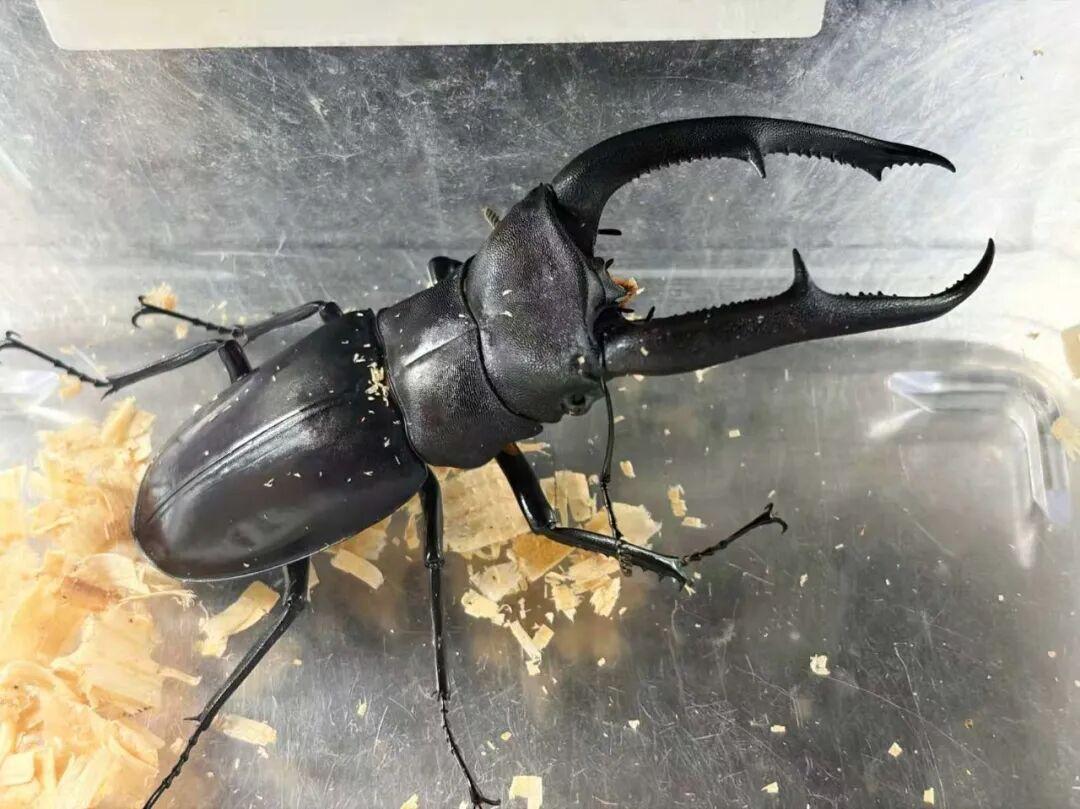 王一博的