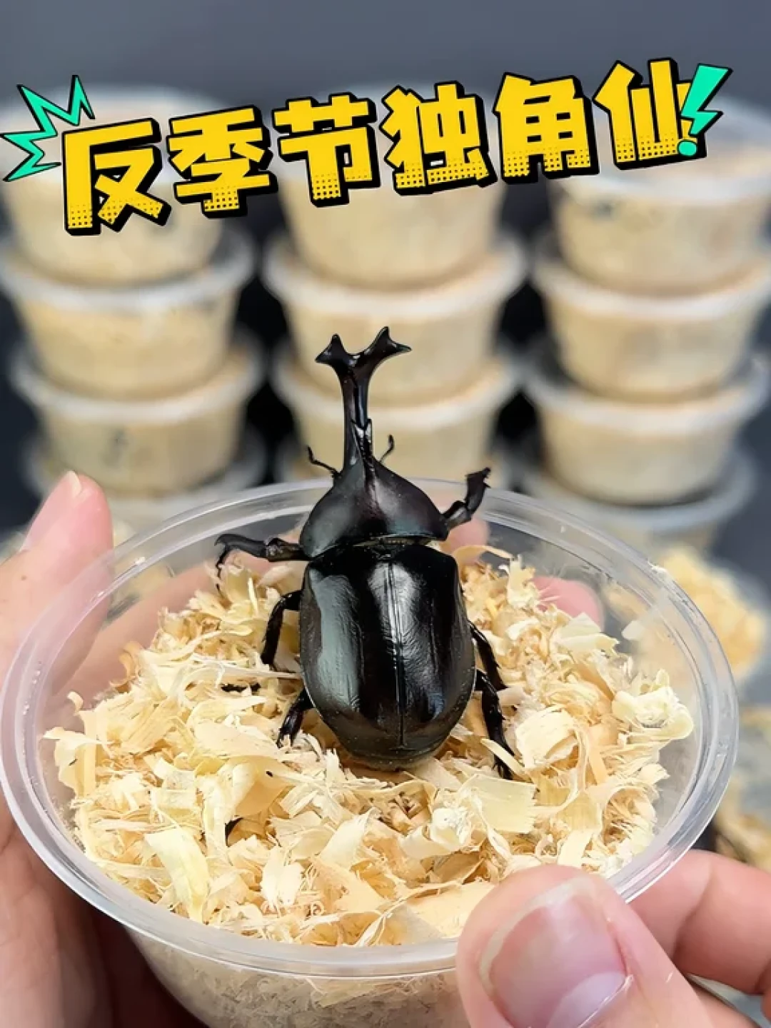 王一博的