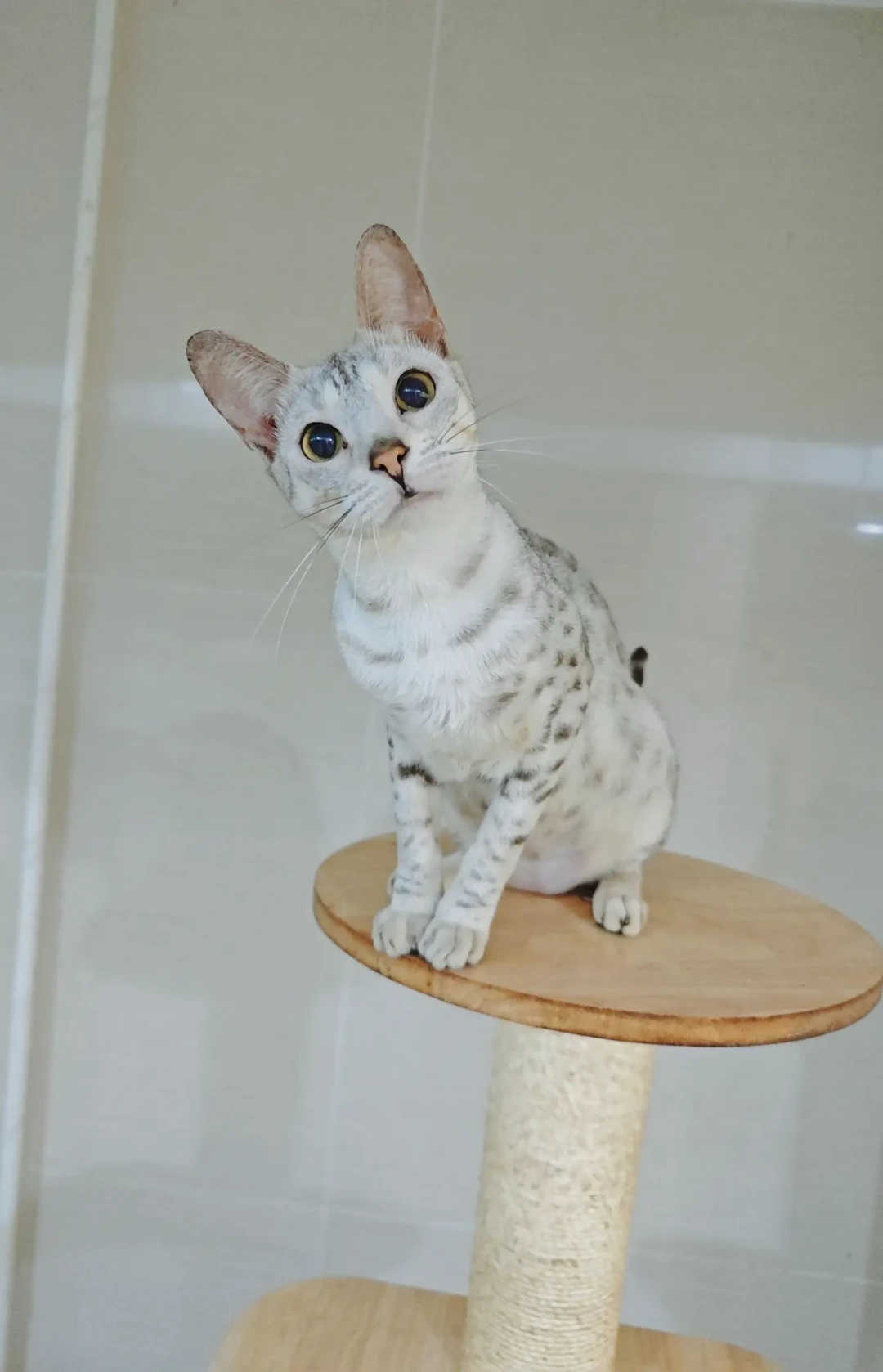 萨凡纳猫的第一道坎不在猫笼里,在麻醉台上:两条刚落地的新标准和一份术前清单