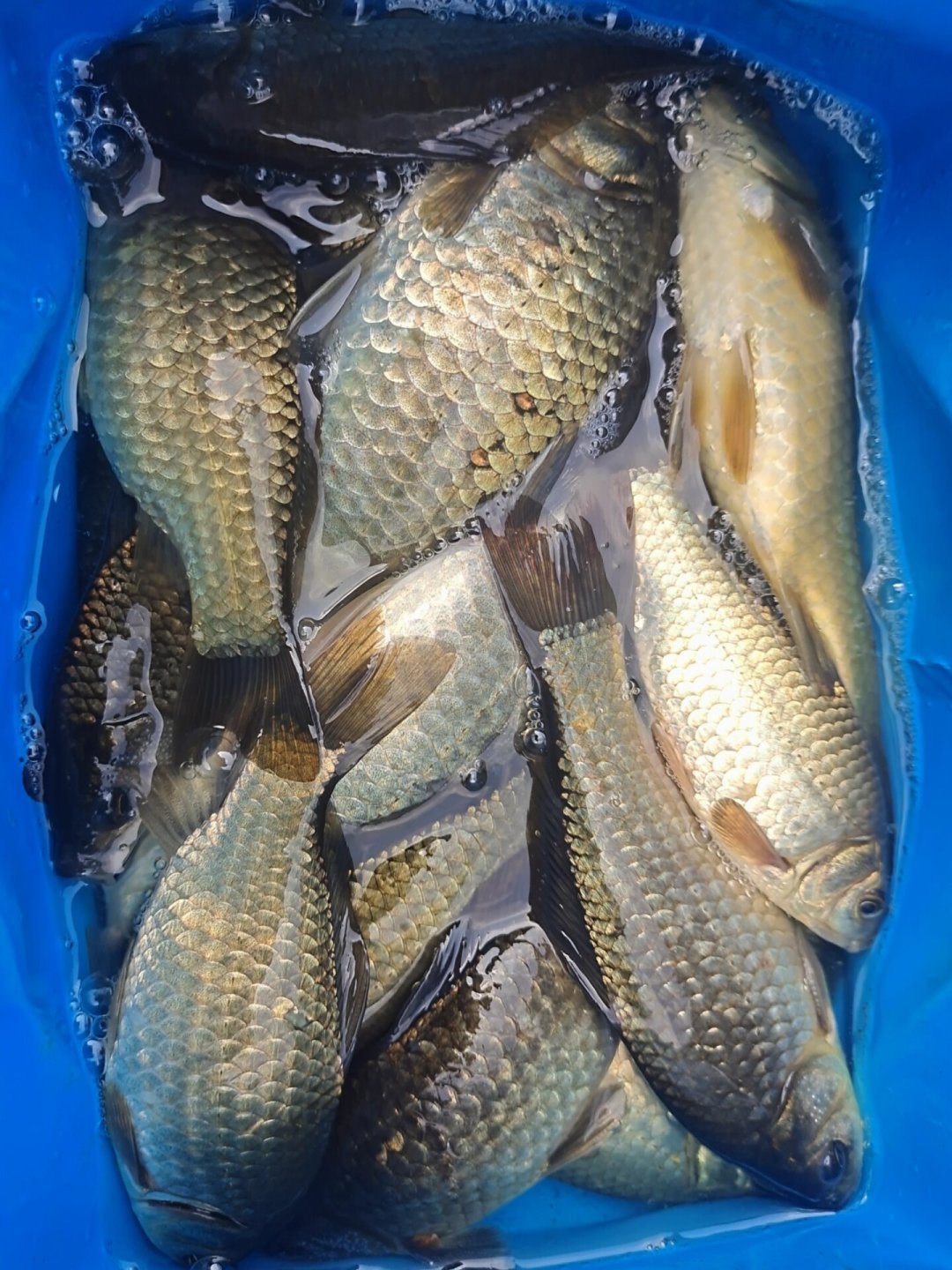 夜光漂调漂帖收藏榜前20,11条出自同一人:有口没顿口,先别怪调钓,漂身和漂尾已经吃掉两笔信号