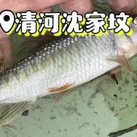 秋分一过口要重找，国庆一放位要早占：对完一周17条连竿视频和满屏求标点评论，马口假期出钓这么排