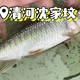 秋分一过口要重找，国庆一放位要早占：对完一周17条连竿视频和满屏求标点评论，马口假期出钓这么排