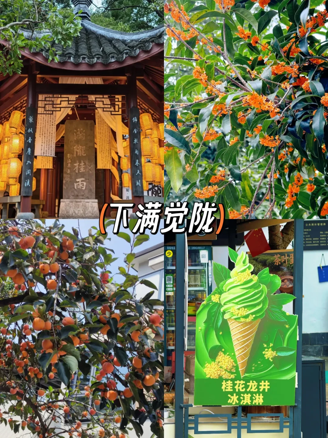 第一批桂花这周刚开,但盛放窗口大概率在国庆前的三个工作日:杭州赏桂的时间账,逐日对完了