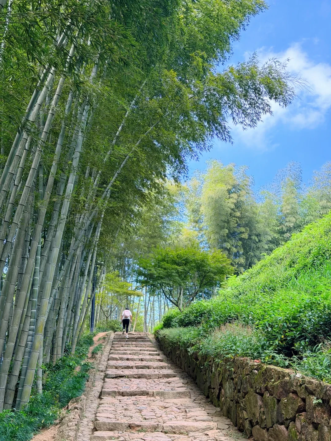 第一批桂花这周刚开,但盛放窗口大概率在国庆前的三个工作日:杭州赏桂的时间账,逐日对完了