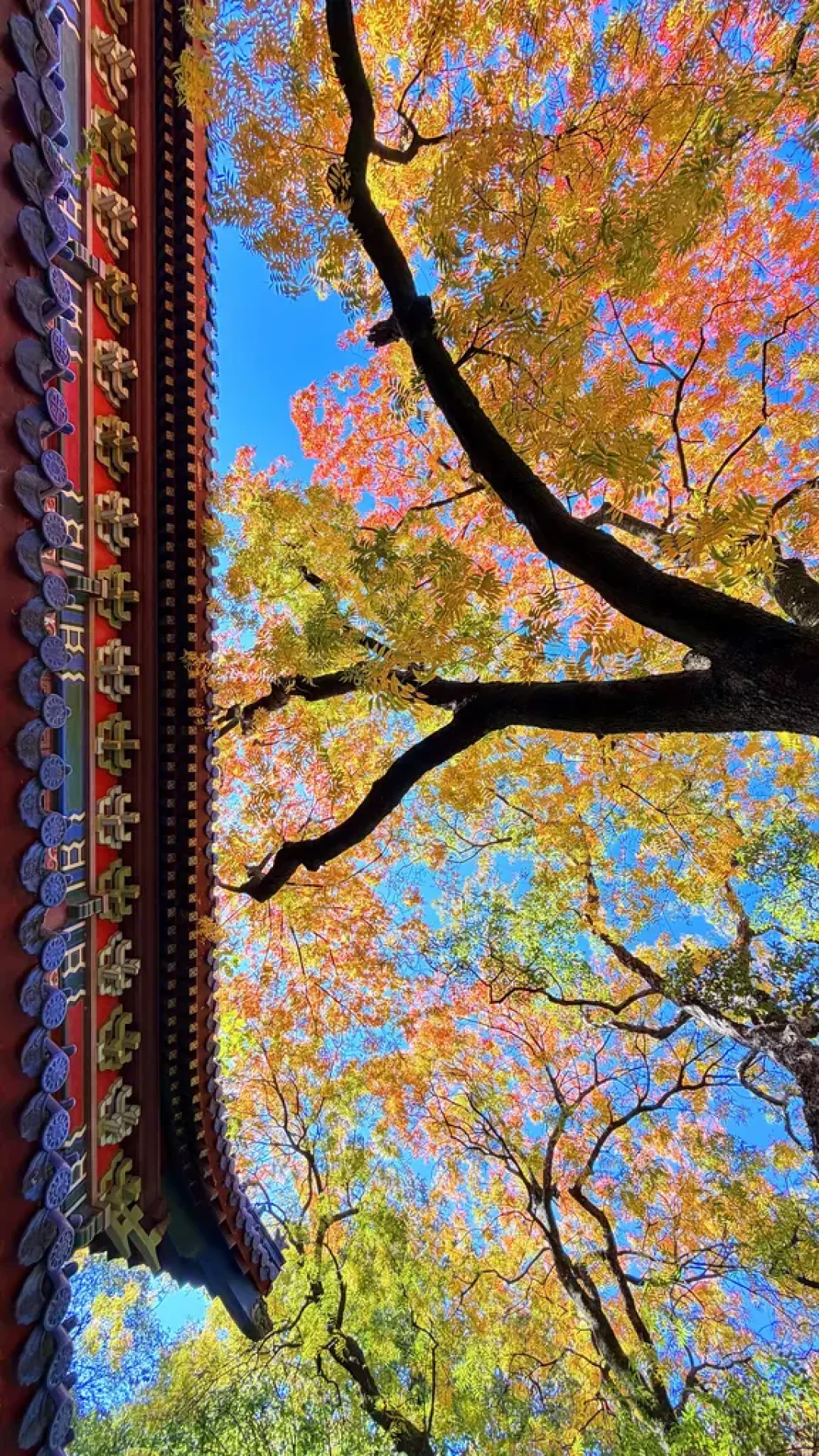 国庆去古寺追红叶?我把9个点的实拍日期对完账:三档窗口,没有一档撞得上国庆7天