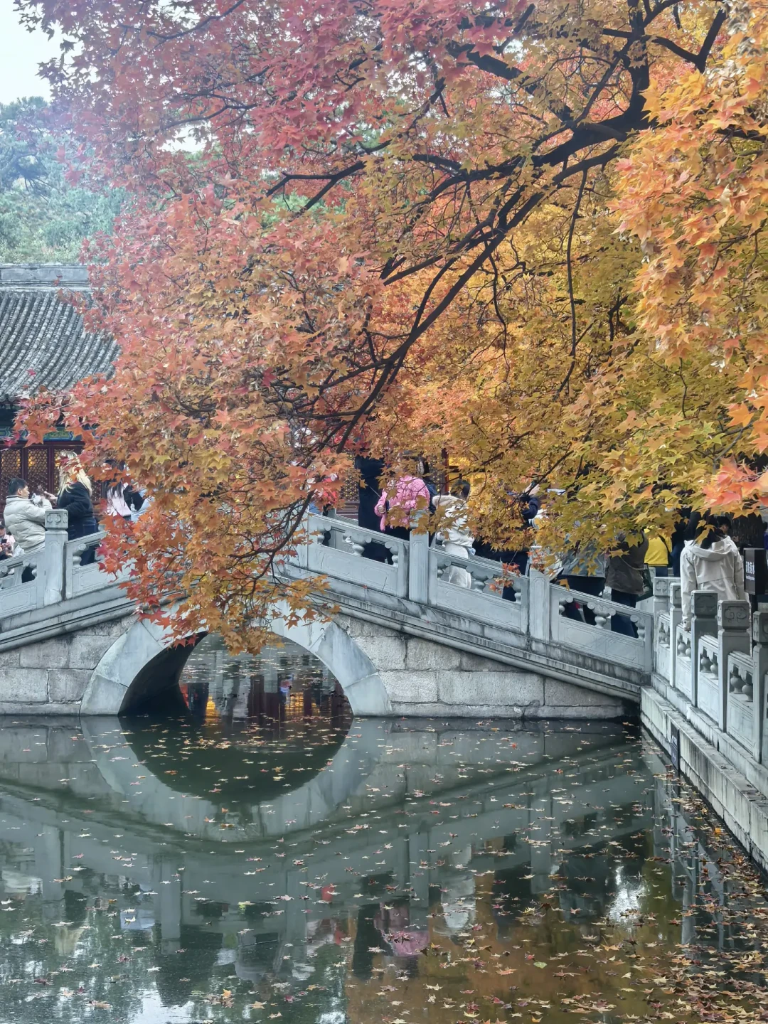 国庆去古寺追红叶?我把9个点的实拍日期对完账:三档窗口,没有一档撞得上国庆7天