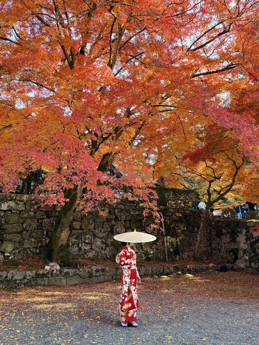 国庆去古寺追红叶?我把9个点的实拍日期对完账:三档窗口,没有一档撞得上国庆7天