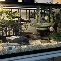 先别抄造景作业：扒了117条热门养蛇帖，决定蛇能不能活过秋天的只有4件事