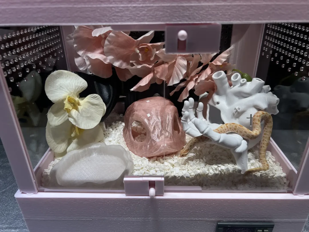 先别抄造景作业:扒了117条热门养蛇帖,决定蛇能不能活过秋天的只有4件事