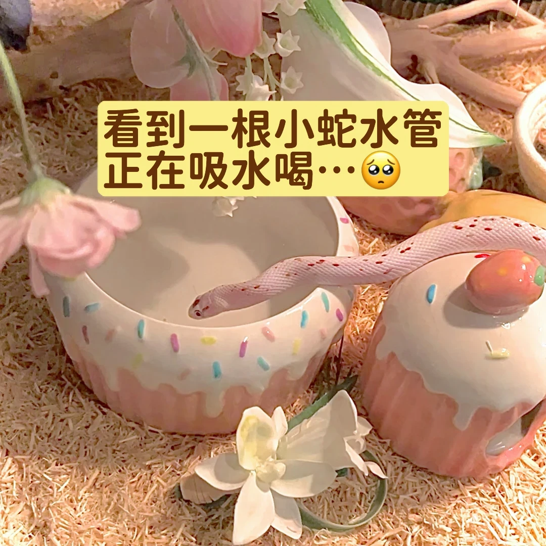 先别抄造景作业:扒了117条热门养蛇帖,决定蛇能不能活过秋天的只有4件事