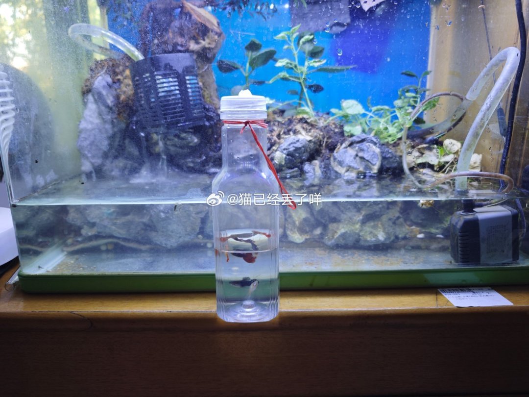 孔雀鱼几度要下加热棒?把三平台的过冬帖对完账:秋天第一场雨先收走的,是没保温的那缸鱼