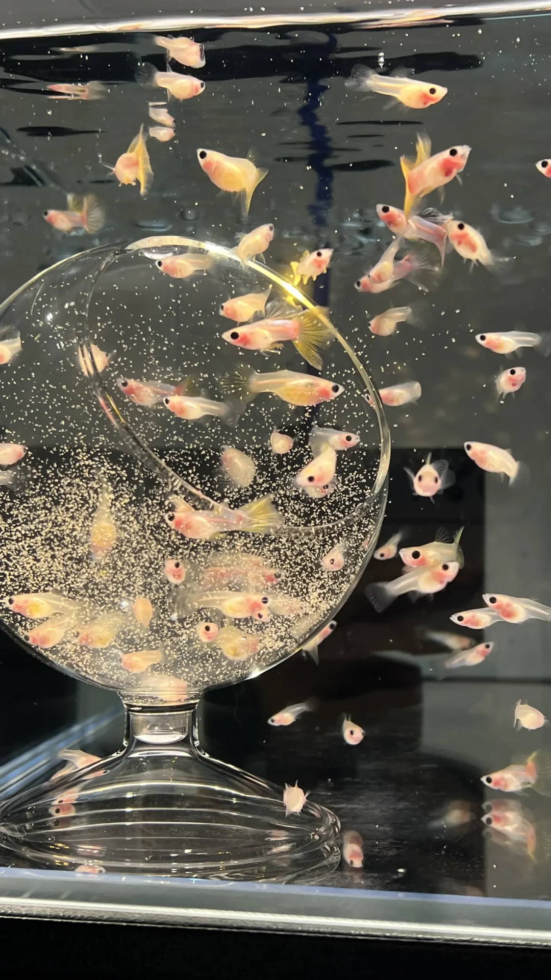 孔雀鱼几度要下加热棒?把三平台的过冬帖对完账:秋天第一场雨先收走的,是没保温的那缸鱼
