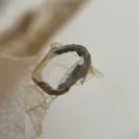 半年近60条帖子在问"是不是蛇虱"：加热垫一开，先分清这三种误判再说除螨