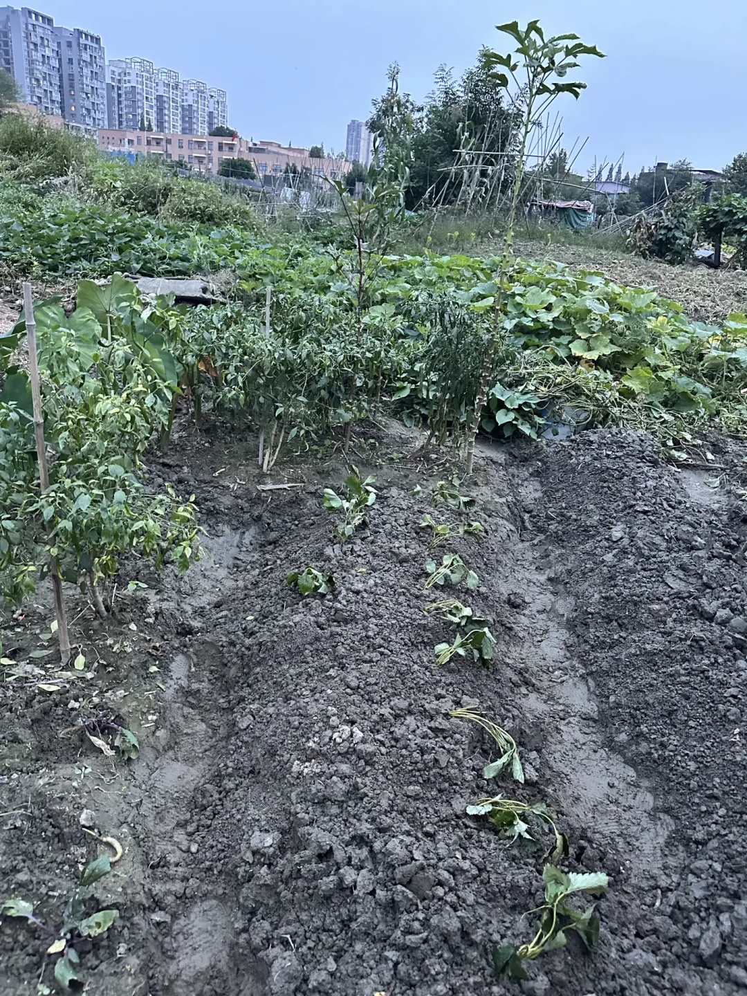 今年种草莓苗的日子,是温度计定的:60篇9月翻车帖汇总,多数死苗就死在下地后第一周