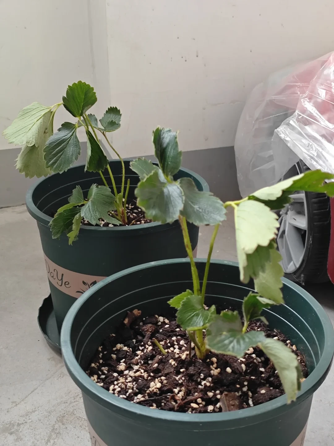 今年种草莓苗的日子,是温度计定的:60篇9月翻车帖汇总,多数死苗就死在下地后第一周