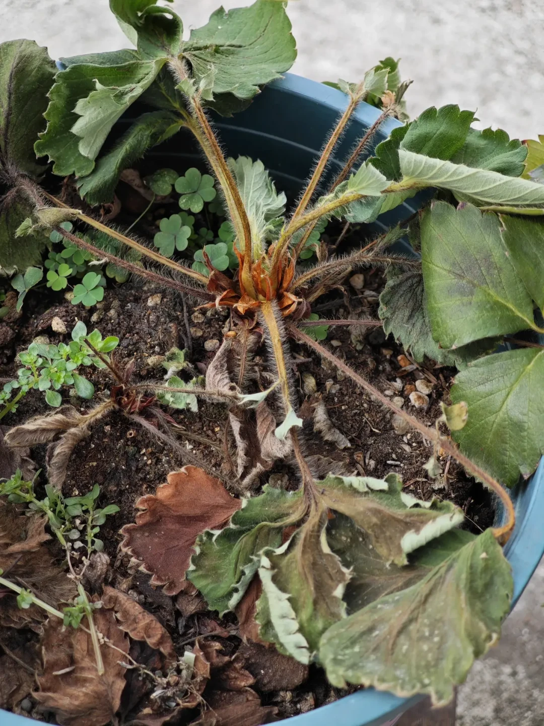 今年种草莓苗的日子,是温度计定的:60篇9月翻车帖汇总,多数死苗就死在下地后第一周