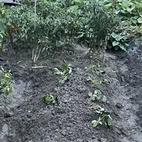 今年种草莓苗的日子，是温度计定的：60篇9月翻车帖汇总，多数死苗就死在下地后第一周