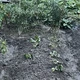 今年种草莓苗的日子，是温度计定的：60篇9月翻车帖汇总，多数死苗就死在下地后第一周