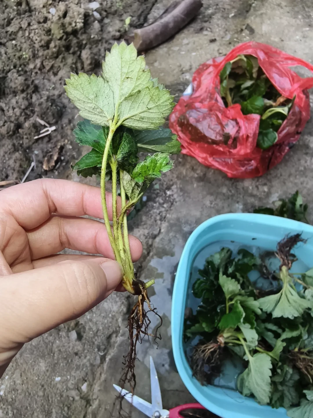 今年种草莓苗的日子,是温度计定的:60篇9月翻车帖汇总,多数死苗就死在下地后第一周