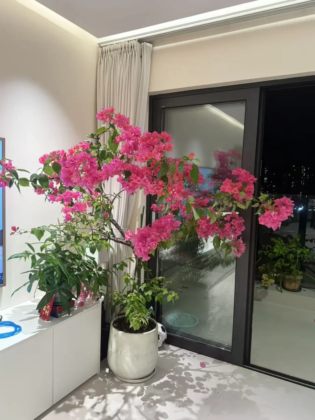 秋分刚过,养花圈的“入室大战”先吵翻了:沈阳已经搬完,河北还在等寒露,而真正的分歧根本不在日子