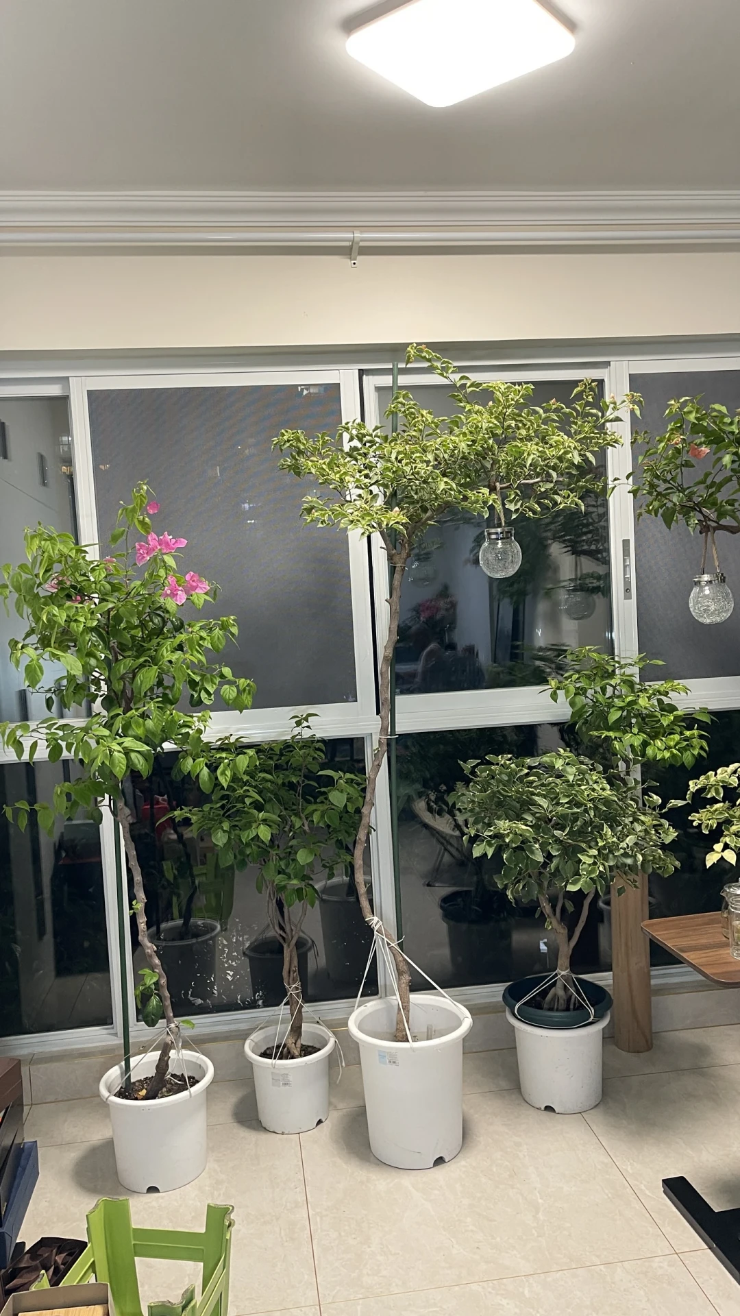 秋分刚过,养花圈的“入室大战”先吵翻了:沈阳已经搬完,河北还在等寒露,而真正的分歧根本不在日子