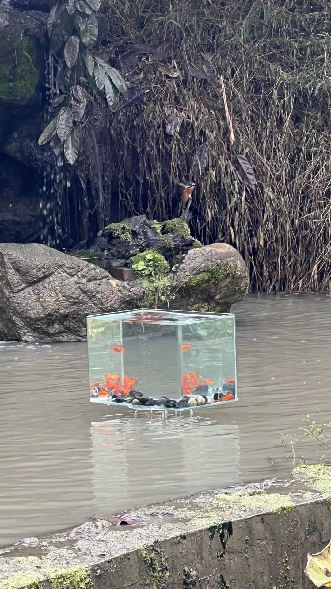 中秋去公园观鸟,别站在“鸟道”上:扒完全网诱拍套路之后,给新手鸟友的一份现场手册
