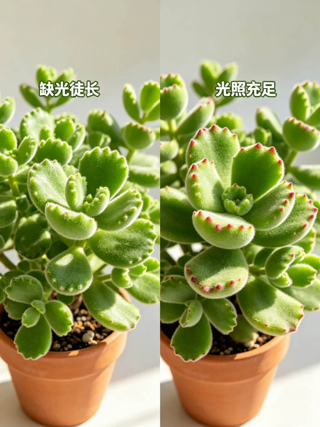 多肉上色窗口就这三四周:越早搬进屋越绿,光靠多晒反而不上色,封闭阳台买补光灯前先想清楚