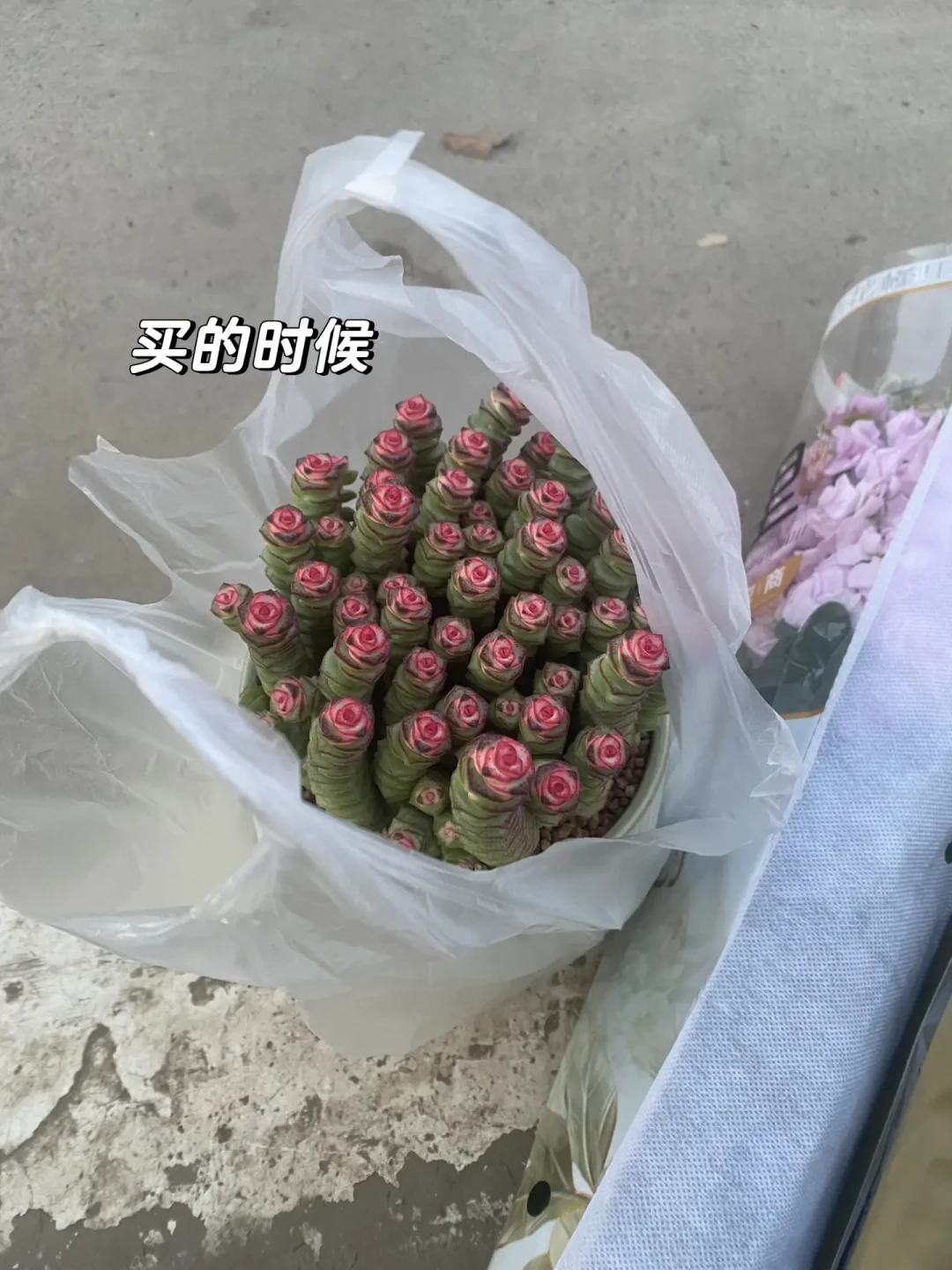 多肉上色窗口就这三四周:越早搬进屋越绿,光靠多晒反而不上色,封闭阳台买补光灯前先想清楚