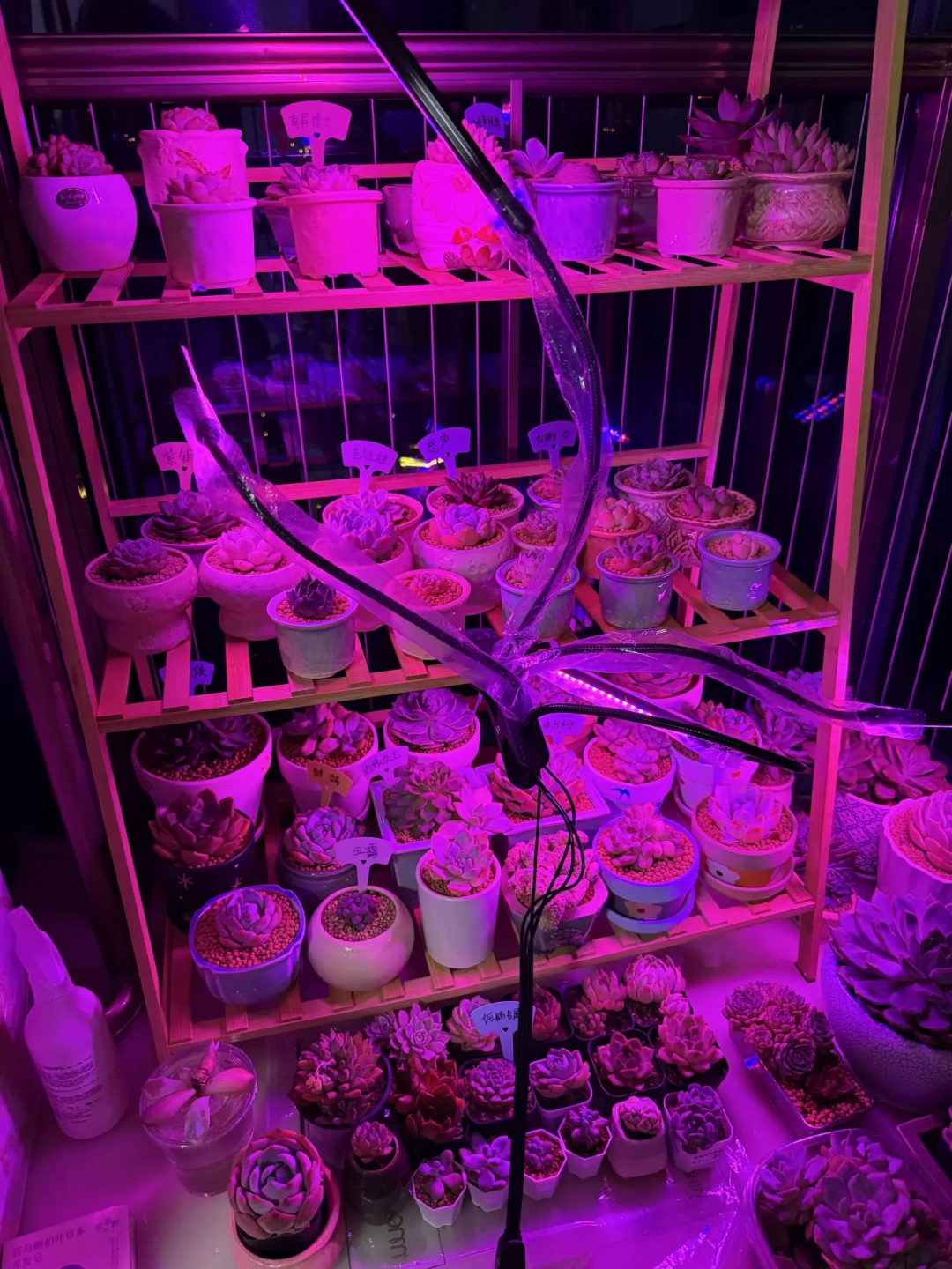 多肉上色窗口就这三四周:越早搬进屋越绿,光靠多晒反而不上色,封闭阳台买补光灯前先想清楚