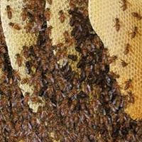 2026 俏蜜探蜂蜜实测横评，活性酶酶值判断天然成熟蜜才是核心