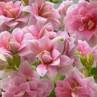 养长寿花15年：终于搞懂“看叶.多水.下剪狠”.才是开花3大秘籍…