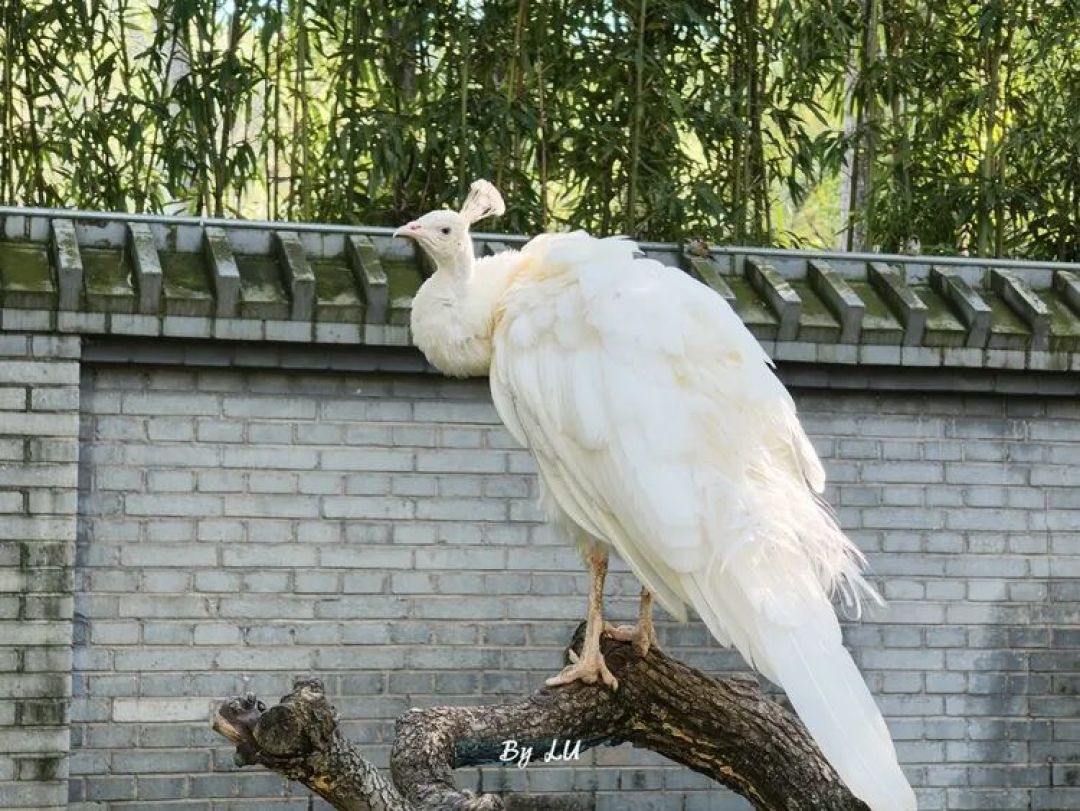 图源：不客观实验室